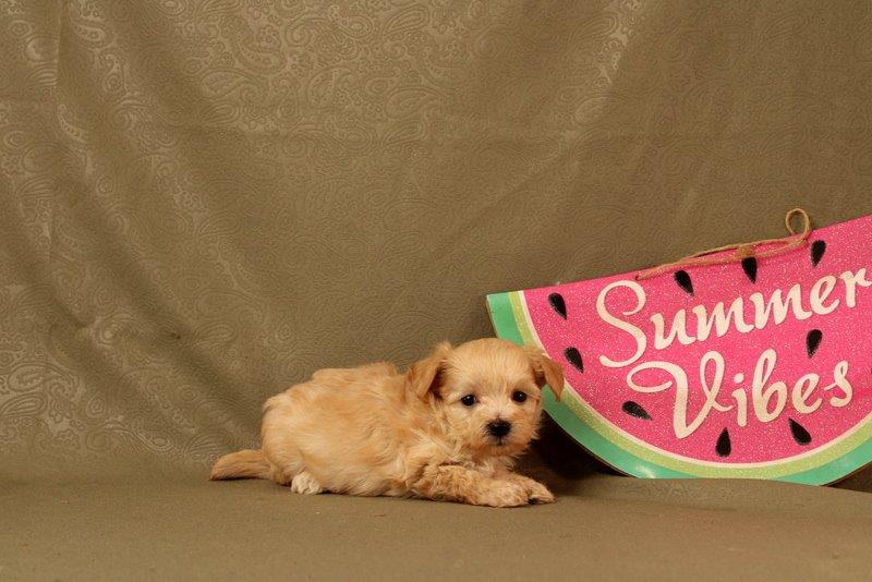 puppy, for, sale, Maltipoo, Matthew B. Stoltzfus, dog, breeder, Gap, PA, dog-breeder, puppy-for-sale, forsale, nearby, find, puppyfind, locator, puppylocator, aca